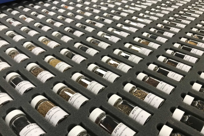 Different seeds packed away in the Australian Pastures Genebank.