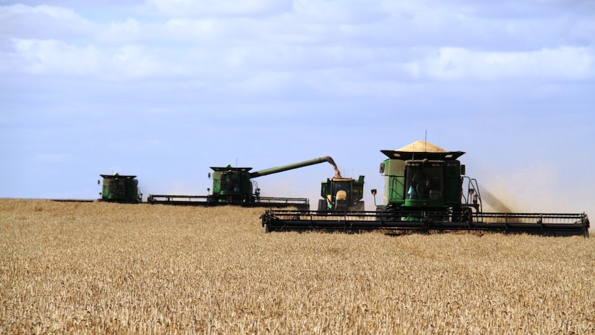 Harvesting grain in the WA wheatbelt