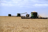 Harvesting grain in the WA wheatbelt