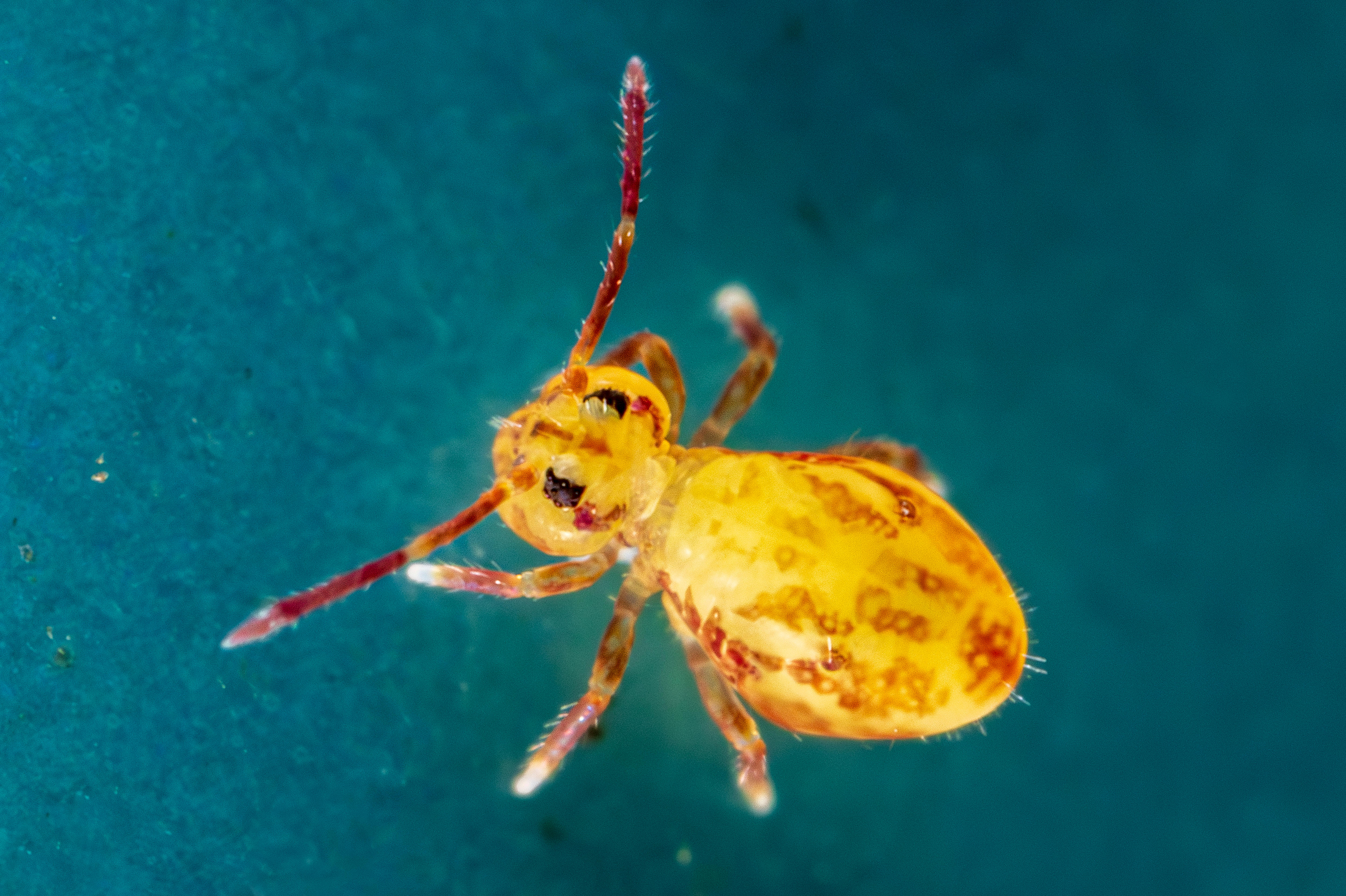Springtails - the tiniest critters you've never heard of - ABC listen