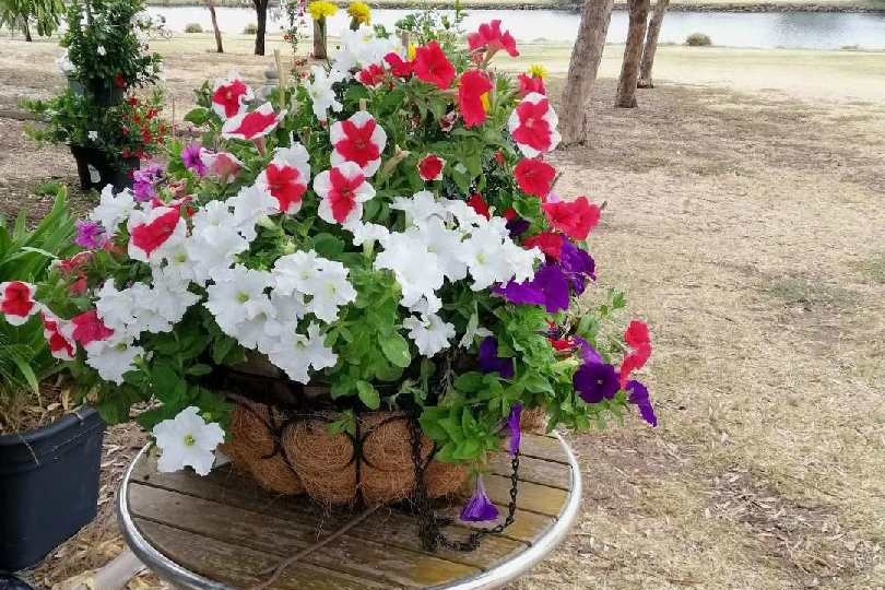 A bunch of flowers grow from a basket on a table in Footscray Park.