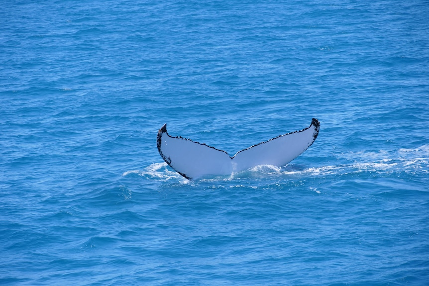 A white-underside humpback whale tail is visible above the surface