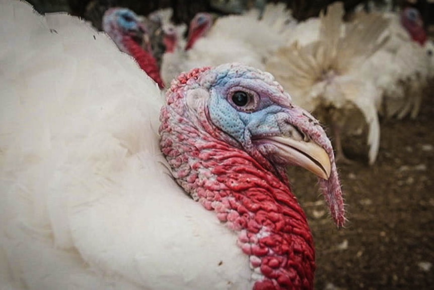 A close up of a turkey, white feathers, red reck and blue face.