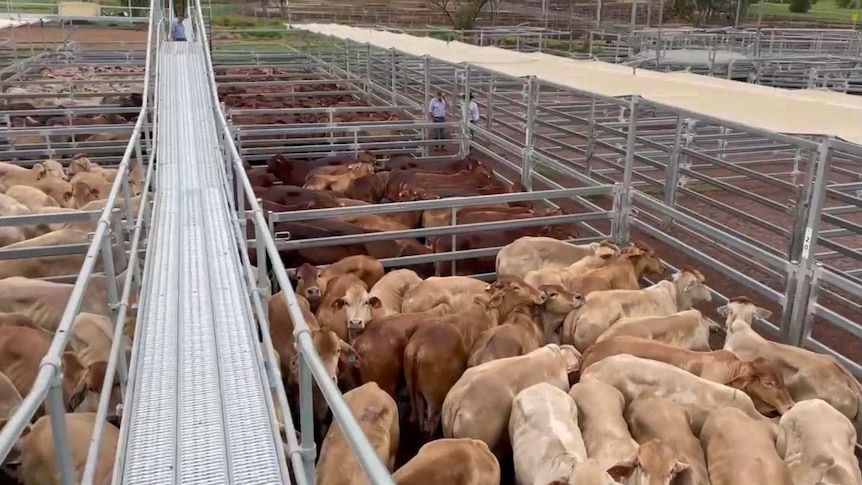 cattle in a saleyards.