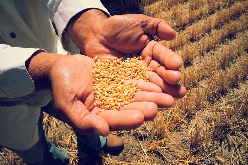 A man standing in a field holds wheat in his hands