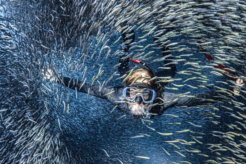A diver swims through a school of tiny bait fish.