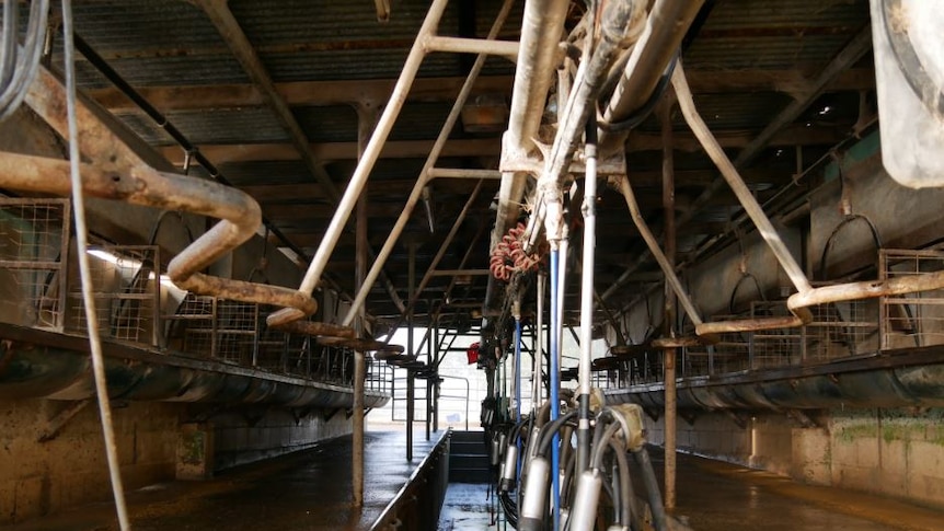 An empty dairy facility with tubes hanging down.