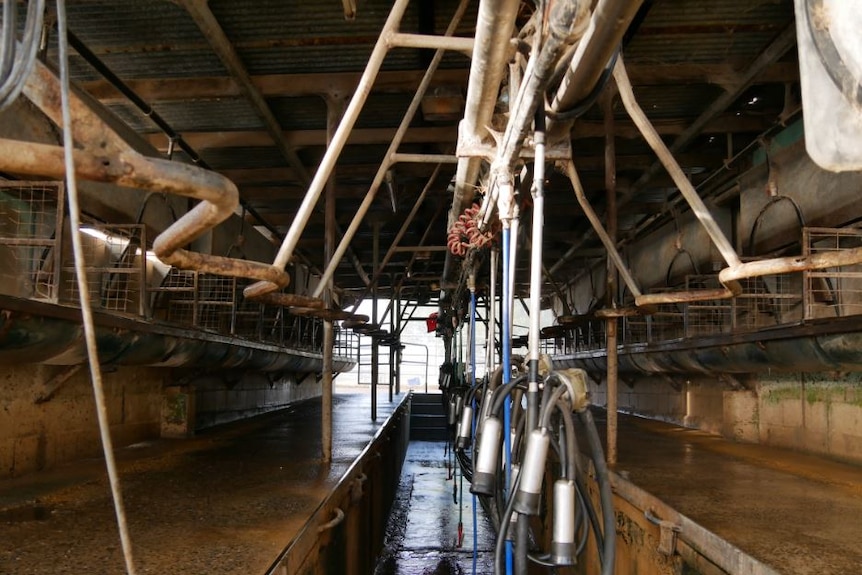 An empty dairy facility with tubes hanging down.