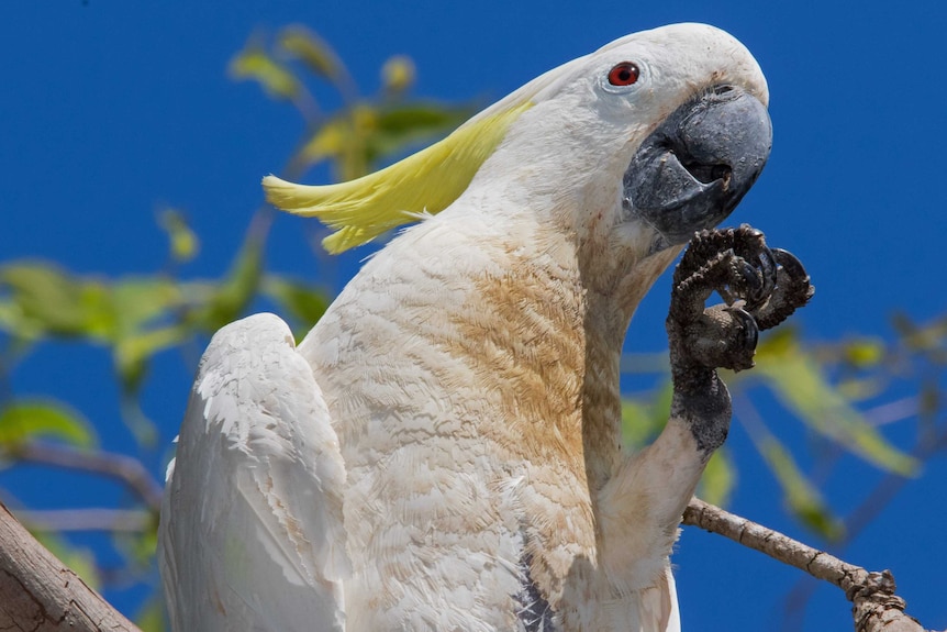 A sulphur-crested white cockatoo on a tree branch with its left foot raised to its beak. Blue skies