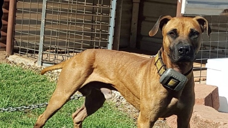 A dog wearing a collar and a chain.