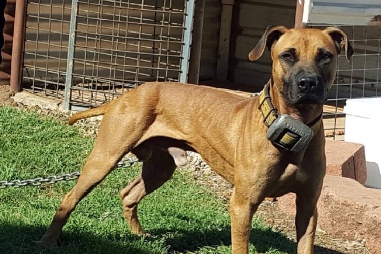 A dog wearing a collar and a chain.