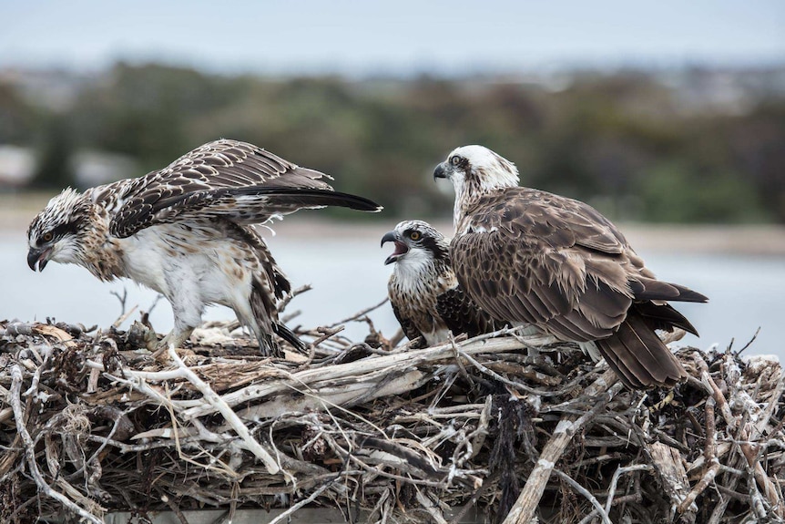 An osprey chick feeds while its mother and sibling watch on.