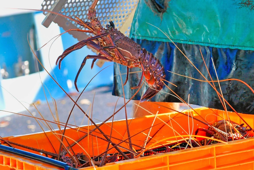A lobster is lifted out of a crate by gloved hands, it is dark red coloured.
