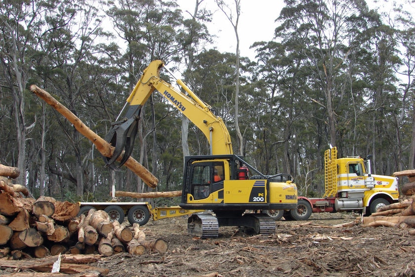 Log handling machine picks up log in forestry coupe