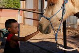 A young child puts his hand on a horse.