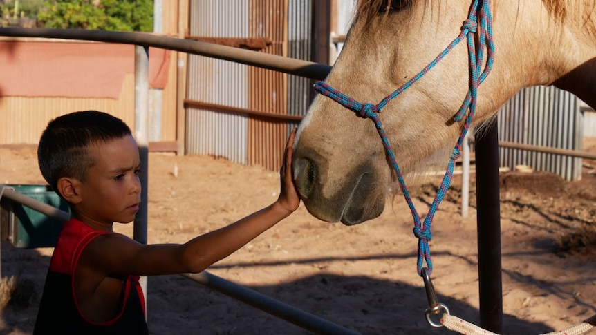 A young child puts his hand on a horse.