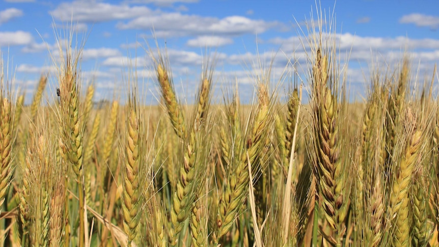 Close up picture of heads of wheat with visible frost damage shown by discolouration