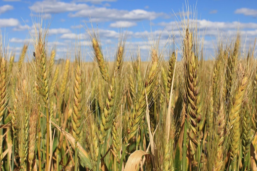 Frosted wheat in a paddock near Lake King, October 2016