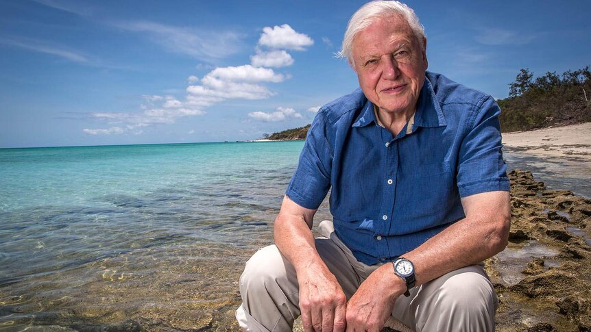 Sir David Attenborough sits on an exposed section of reef at the water's edge on a beach