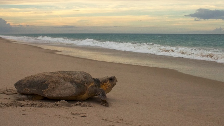 A loggerhead sea turtle