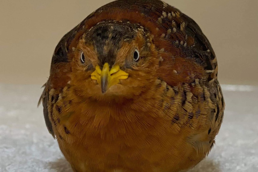 A fat yellow and red bird with a yellow beak sitting on a mat