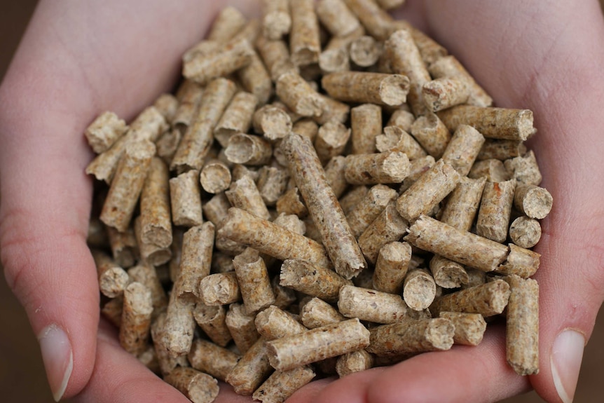 A handful of wood pellets, similar to those needed to fuel co-firing power plants.