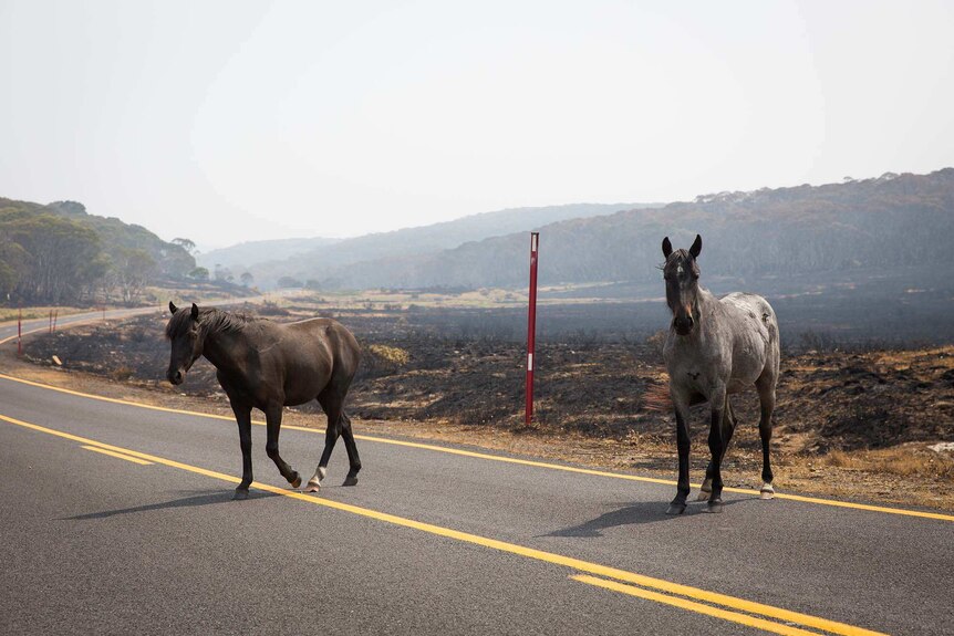 Two horses crossing highway with bright yellow lines and smoke in the back.