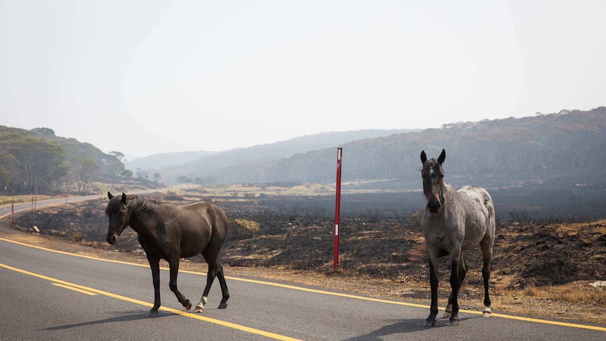 Two horses crossing highway with bright yellow lines and smoke in the back.