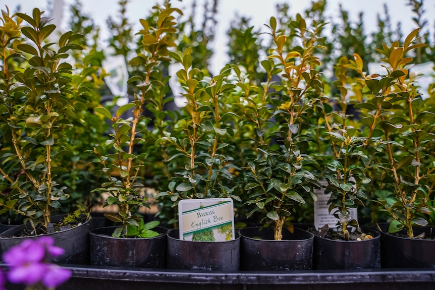 Small boxes with English Box hedge plants in them, surrounded by soil.