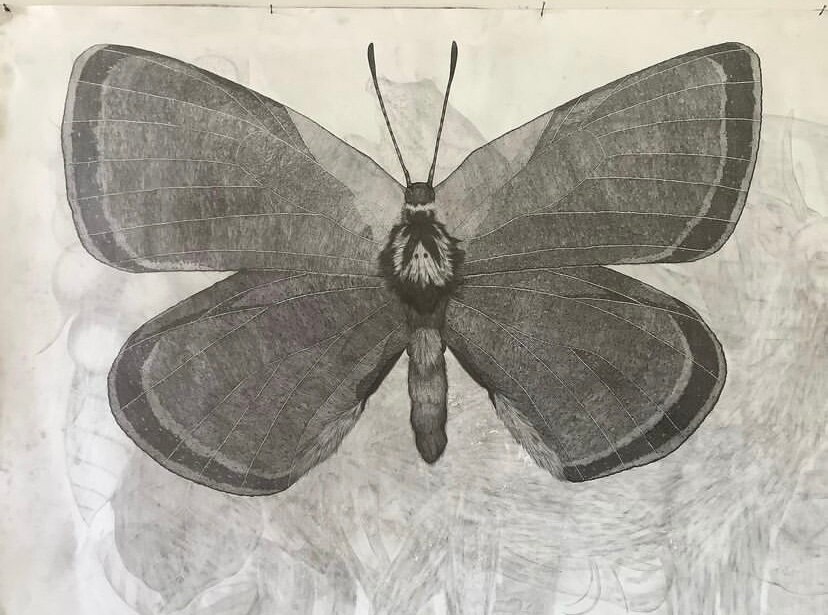 a black and white pencil drawing of a large butterfly