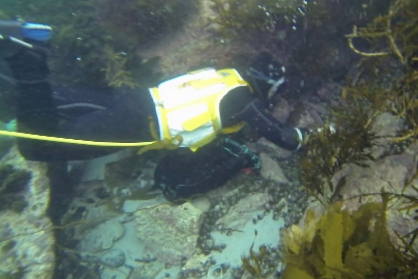 Diving for periwinkles