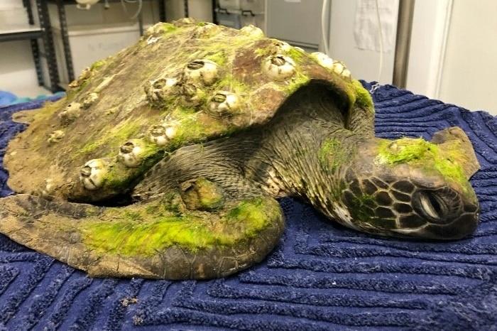 Sea turtle covered in barnacles and green moss lying on blue towel.