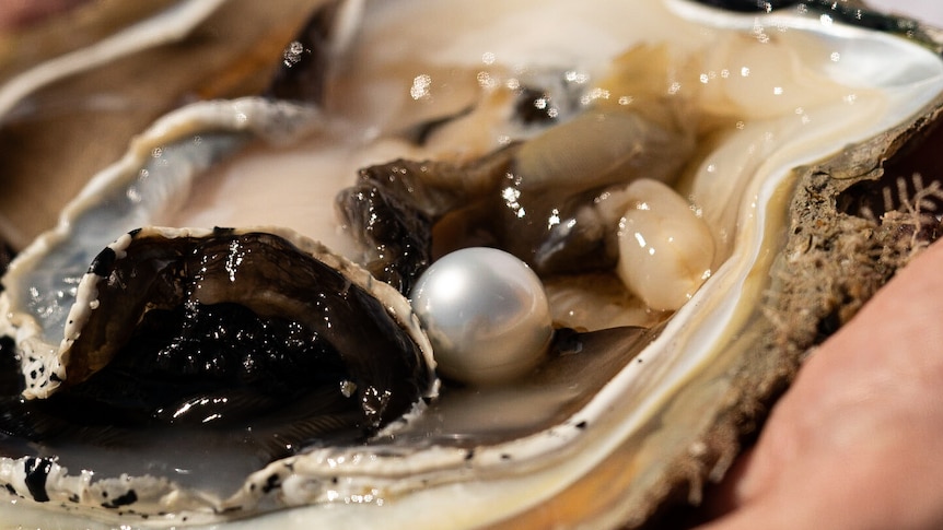 A white pearl set in the flesh of a large open oyster shell being held in someone's hand. 