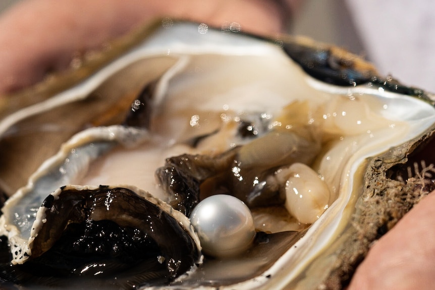 A white pearl set in the flesh of a large open oyster shell being held in someone's hand. 