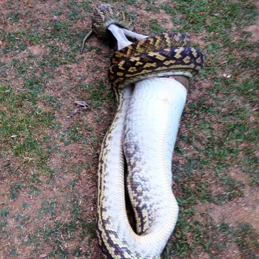 A python with a wallaby almost completely swallowed