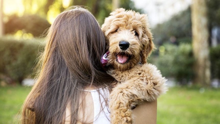 A woman with long hair hugs a caramel coloured labradoodle dog.