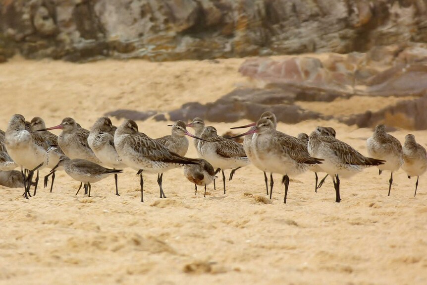 Migratory shorebirds