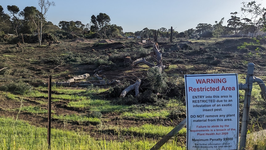 The remains of dozens of trees lay on the ground as a sign warns people the area is restricted