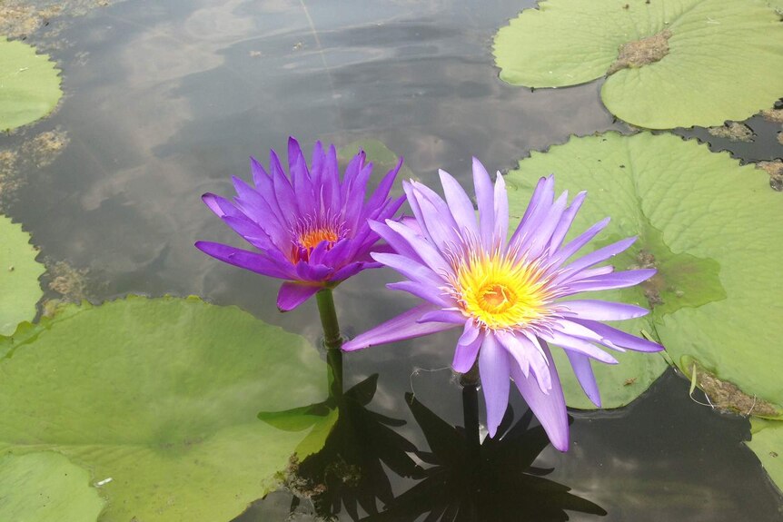 LANDLINE: Water lilies grow on Martin Staines and Kathy Cameron's farm