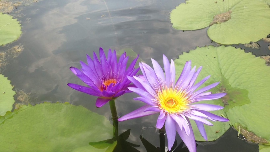 LANDLINE: Water lilies grow on Martin Staines and Kathy Cameron's farm