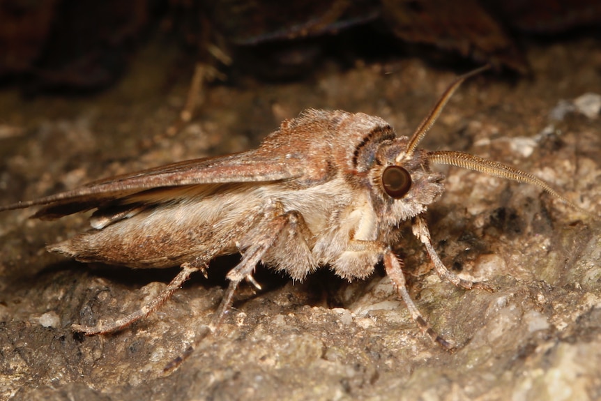 Close up shot of a bogong moth on a rocky surface