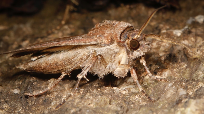 ‘Absolutely fascinating’ moths follow stars, smell and magnetic fields on epic journey