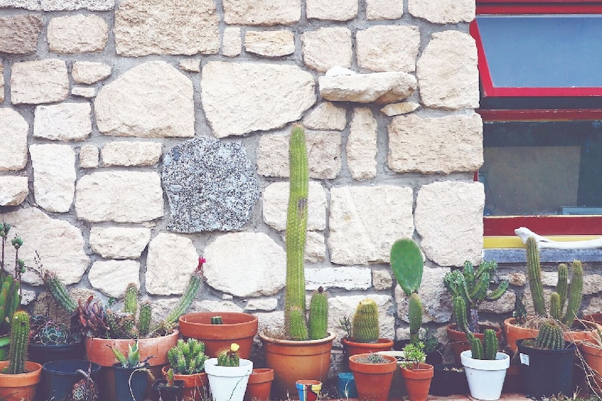 Part of Alice Baker and Tom Davidson's extensive cactus collection