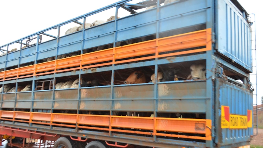 Thousands of cattle being are loaded for Indonesia.