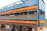 Thousands of cattle being are loaded for Indonesia.