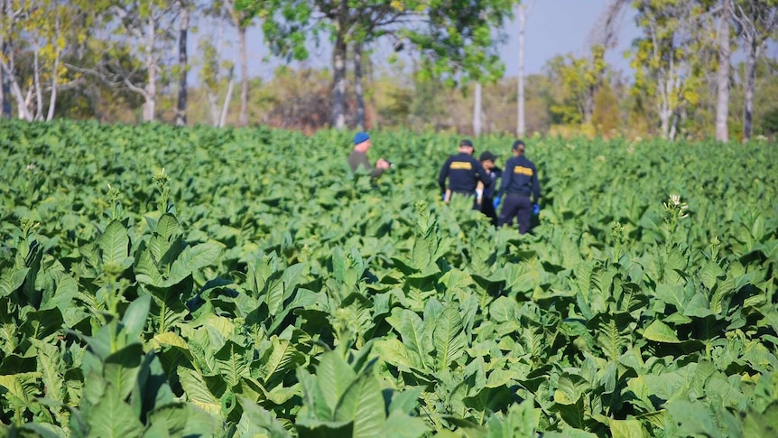 Police officers walk through the crops