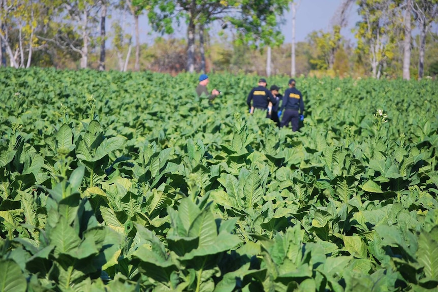 Police officers walk through the crops