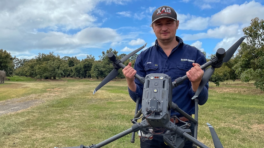 Farmers use drones to determine how sweaty their avocado trees are