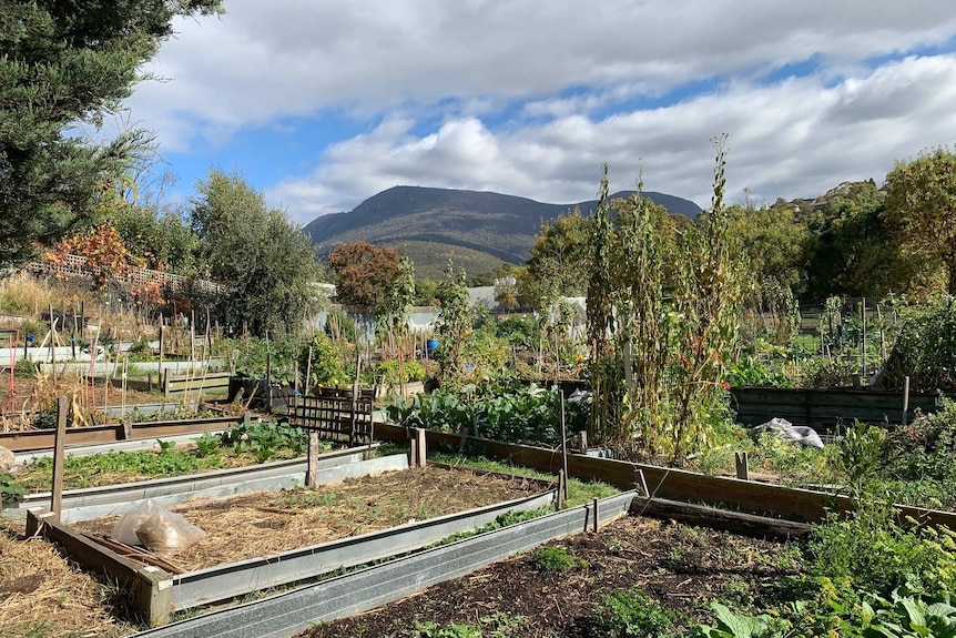 Community garden off Creek Road in Lenah Valley