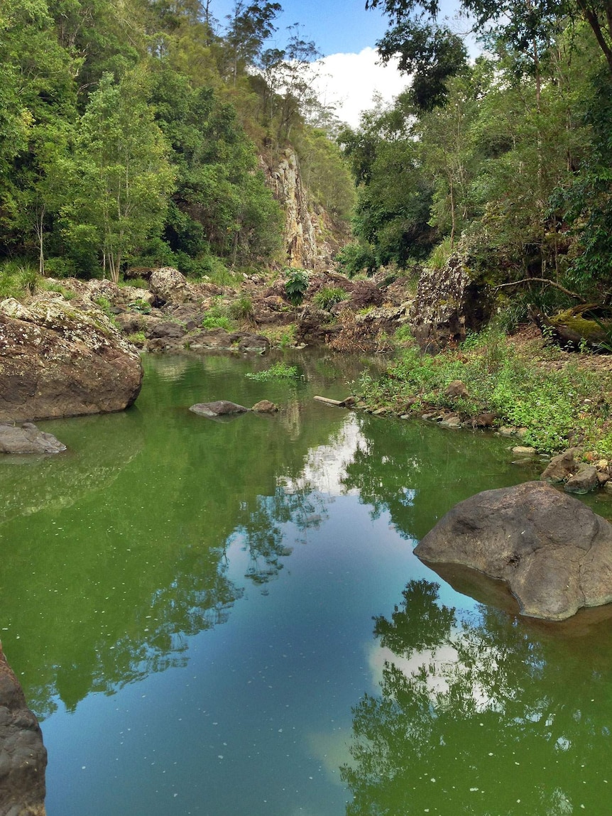 Obi Obi Gorge is the centrepiece of a rainforest segment in Kondalilla National Park.